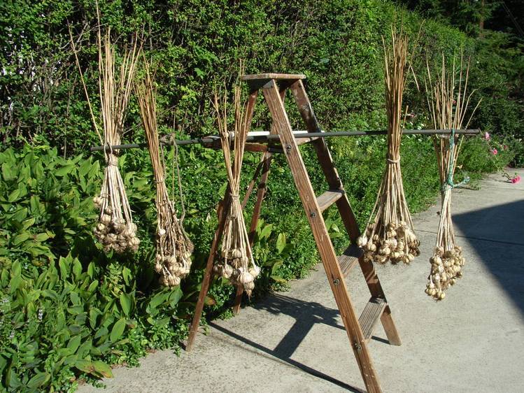  hanging out to dry, August 2006